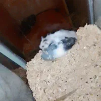 همستر جفت نر هستن