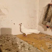 دورح سفید|پرنده|اردبیل, |دیوار