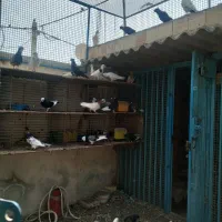 فروش کبوتر همه رنگ|پرنده|قشم, |دیوار
