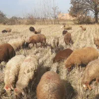 میش و گوسفند داشتی