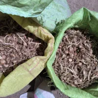 پیاز زعفران پاک شده فروشی|گل و گیاه طبیعی|سده (خراسان جنوبی), |دیوار