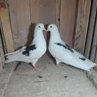 کبوتر|پرنده|کاشان, راوند|دیوار