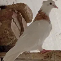 طوقی ماده.کبوتر.|پرنده|مسجد سلیمان, |دیوار