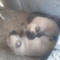 توله سگ سرابی