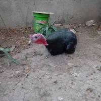 بقلمون|حیوانات مزرعه|آزادشهر, |دیوار