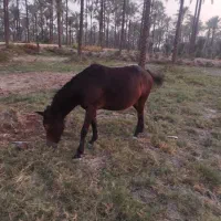 اسب مادیون|اسب و تجهیزات اسبسواری|برازجان, |دیوار