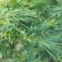 سبزی خورشتی شوشترکیلو۱۳۰