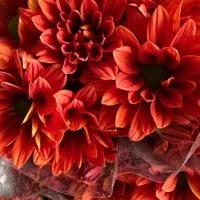 تخفیف ویژه داودی|گل و گیاه طبیعی|قائمشهر, |دیوار