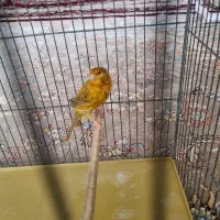 قناری|پرنده|شاهینشهر, خانه کارگر|دیوار