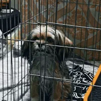 سگ شیتزو کراس (عروسکی)|سگ|مشهد, شهرک امام هادی (شهرک غرب)|دیوار