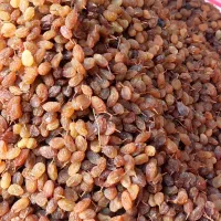 کشمش بی دانه درجه یک تازه سال|خوردنی و آشامیدنی|کامیاران, |دیوار
