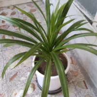 گل زیبا