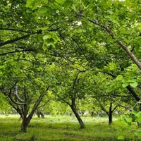 اجاره،رهن یک ویلای فوق رویایی درکرج،نهایت ارامش|اجارهٔ خانه و ویلا|ملارد, |دیوار