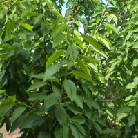 باغ موچش|فروش زمین و ملک کلنگی|موچش, |دیوار