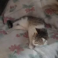 گربه|گربه|نیشابور, باغرود|دیوار