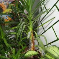 گل های طبیعی زیبا|گل و گیاه طبیعی|دهدشت, |دیوار