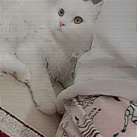 گربه