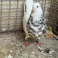 کبوتر زرین خال طلایی|پرنده|فلارد, |دیوار