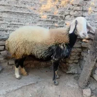 دوعدد گوسفنده ماده