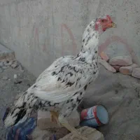 ماده مرغ اصیل