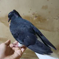 کبوتر اشعل|پرنده|اهواز, زیتون کارگری|دیوار
