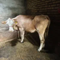 گاو