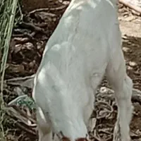 بزدوکهری|حیوانات مزرعه|میناب, |دیوار