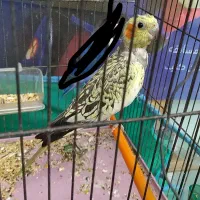 عروس هلندی ماده زیر قیمت بازار فروش فوری