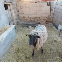 گوسفند رومانوف|حیوانات مزرعه|ارشق, |دیوار