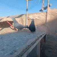 کلاغ رسمی|پرنده|سبزوار, قصبه شرقی|دیوار