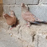 کله ای تاپ|پرنده|اهواز, کیانپارس |دیوار