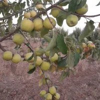 فروش|حراج|خرم بید, |دیوار