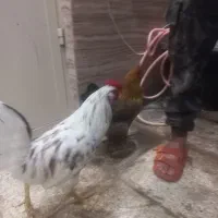 مرغ و خروس برهما ومحلی وخروس گلین