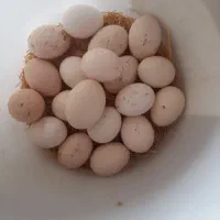 تخم مرغ وبوقلمون