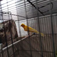 قناری‌مست‌نر