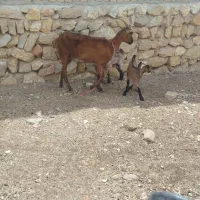 بز سانا