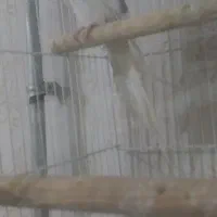 عروس هلندی نر دوکت|پرنده|شوط, |دیوار