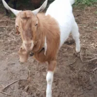 نر بز نژاد دار گلابی