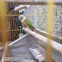 گریچینگ آناناس 8ماهه دستی