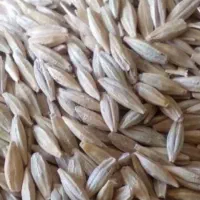 خریدار جو،گندم نقدی درب منزل