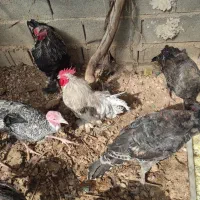 بوقلمون و مرغ برهما و کوشین