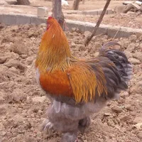 جوجه تزینی|حیوانات مزرعه|خمینیشهر, |دیوار