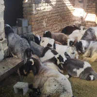 بره نره|حیوانات مزرعه|شیراز, گلستان|دیوار