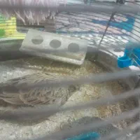 قناری|پرنده|شیراز, حومه شیراز|دیوار