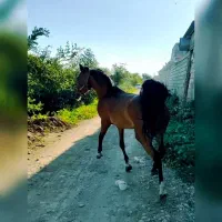 باسلام فروش مادیان عرب خالص ایرانی