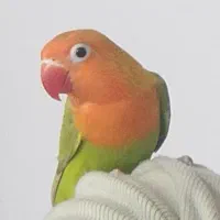 طوطی برزیلی