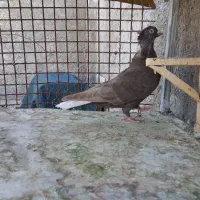 کبوتر جفتی و تکی|پرنده|مرودشت, نقش رستم|دیوار