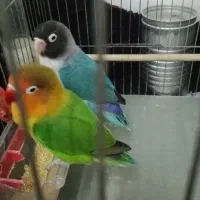 یک جفت طوطی برزیلی