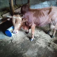 ورزا گاو داشتی