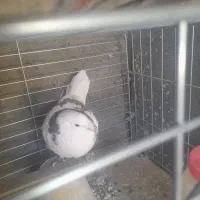 کبوتر پرشی .گمشده|پرنده|خمینیشهر, |دیوار